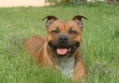 Un forum incontournable pour les passionnés du staffie