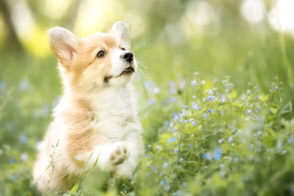 tique_chien_pr-om-en-ade