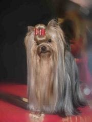 Yorkshire Terrier Club : le seul organisme officiel