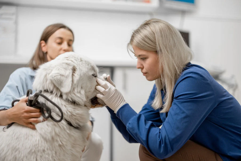veterinaire_tique_chien