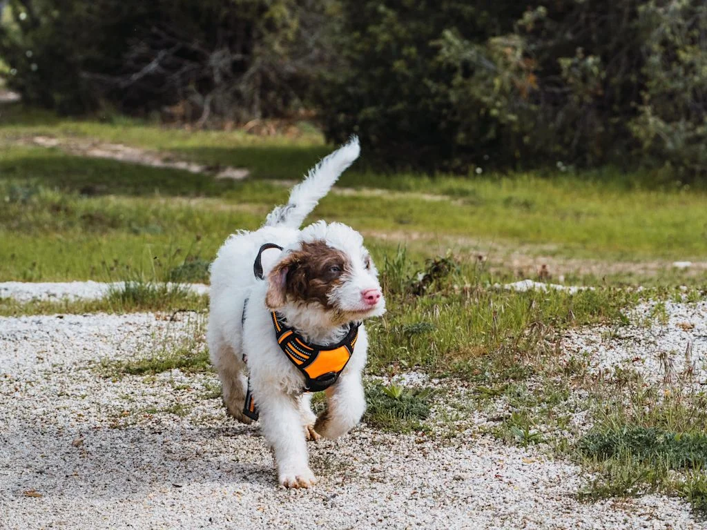 Promenade chiot