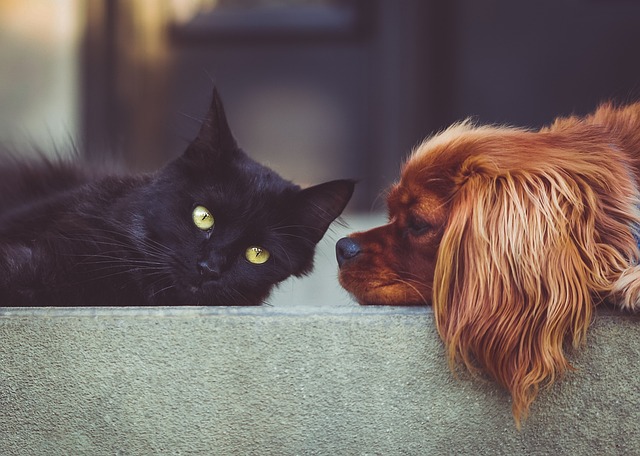 Hôtel de luxe pour chats et chiens en Belgique