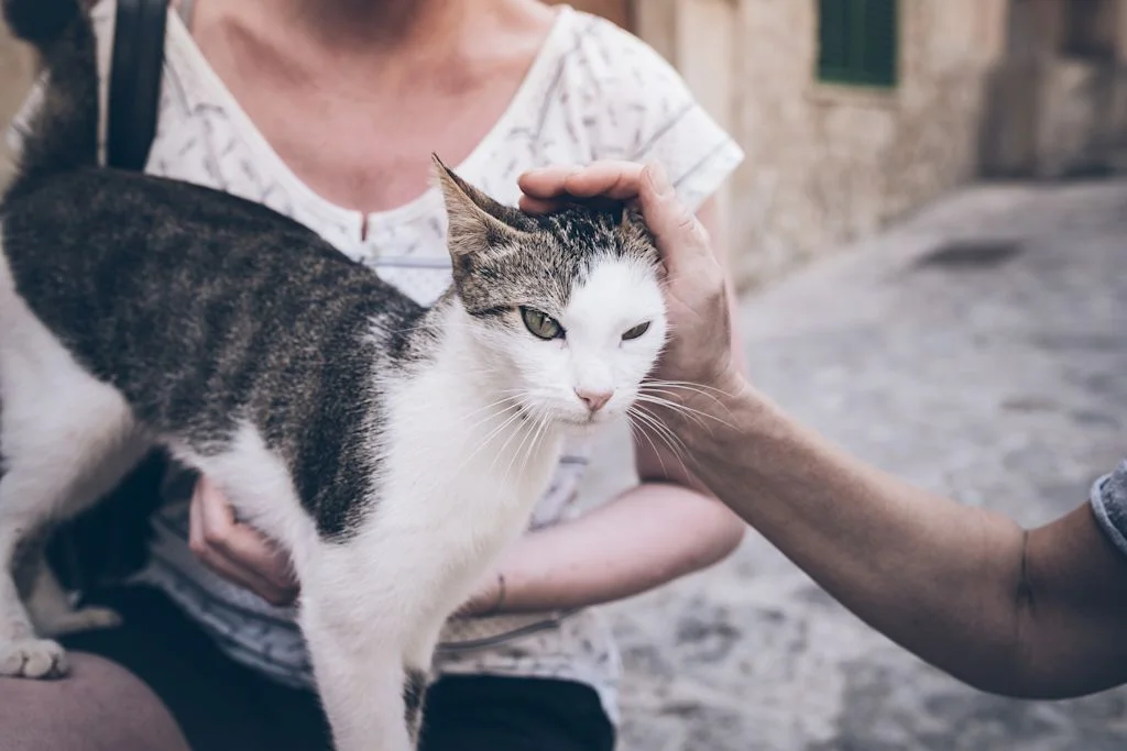 vieux chat
