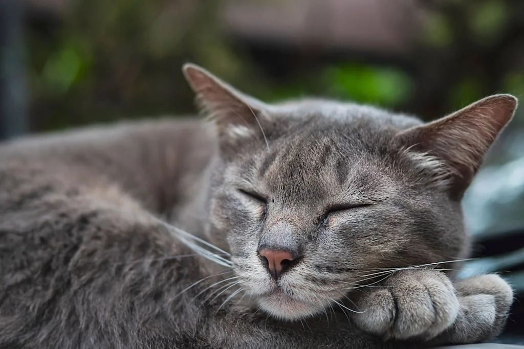 portrait vieux chat
