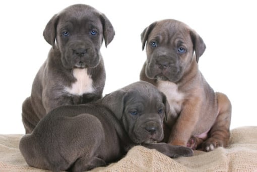 ADN chien : filiation et maladies sous contrôle