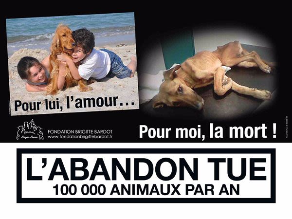 L&rsquo;abandon tue 100 000 animaux par an : nouvelle campagne