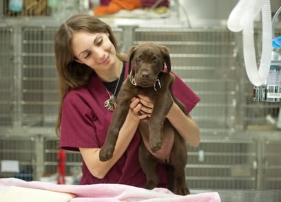 Vente chien et chat : certificat vétérinaire ou de santé