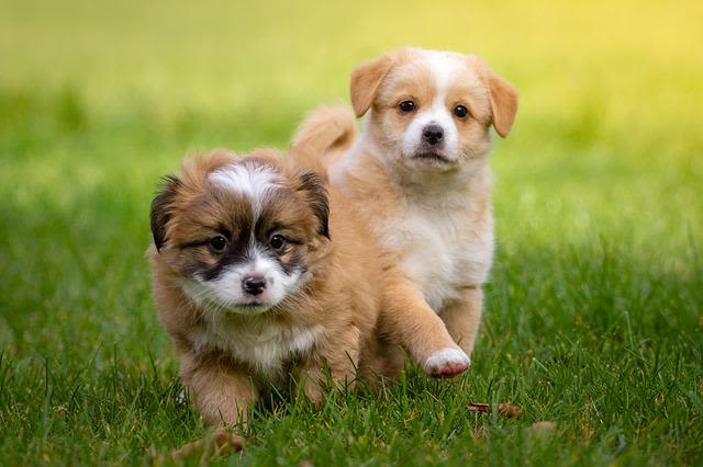 Secouer le chien par la peau du coup : à éviter