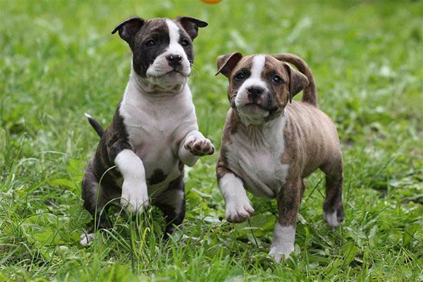 Am’staff : le chien à la réputation injustifiée