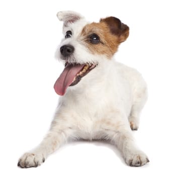 Maladie du cristallin : un test génétique pour les terriers