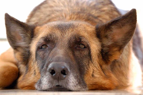 Huile de Vie, source d’énergie pour les chiens seniors