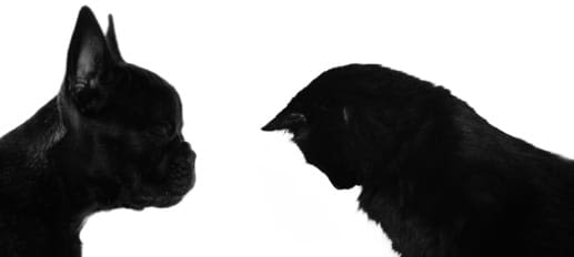 Otites : problème auriculaire majeur chez le chat et chien