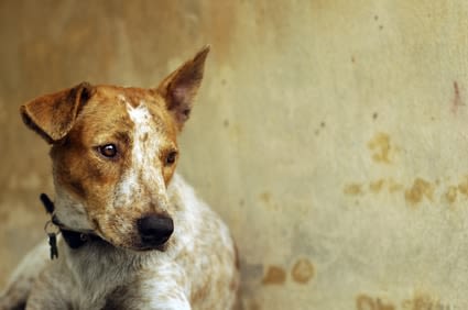 Abandons de chiens et de chats : deux associations réagissent
