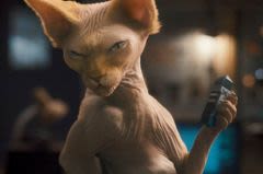 Comme chiens et chats : un film pour tous ?