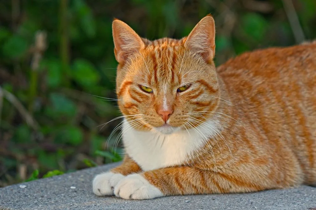 Chat de mauvaise humeur