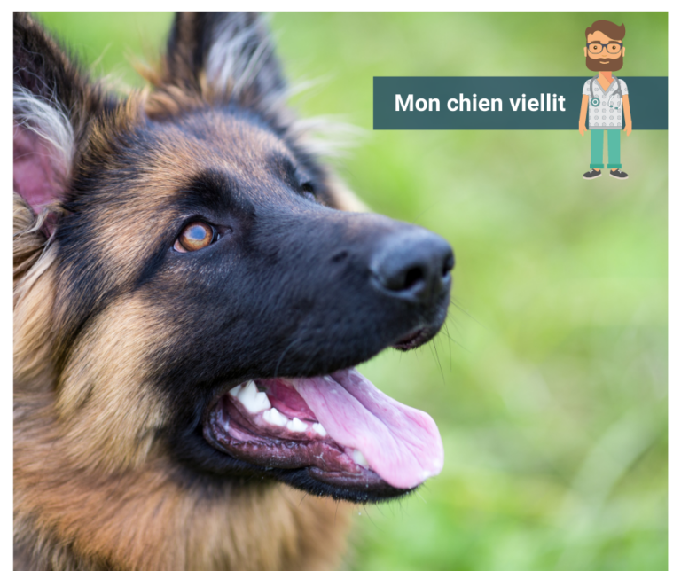 Chiens âgés : quels troubles et quelles maladies