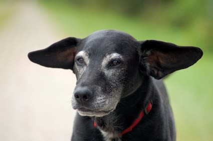 Chien âgé : les conseils du vétérinaire