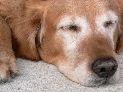 Chien âgé : faire le point sur sa santé