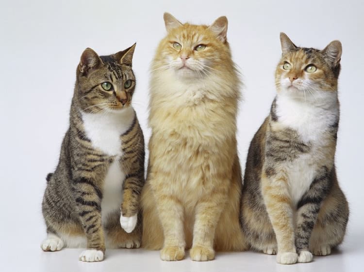 Alimentation : faites confiance aux croquettes pour chats