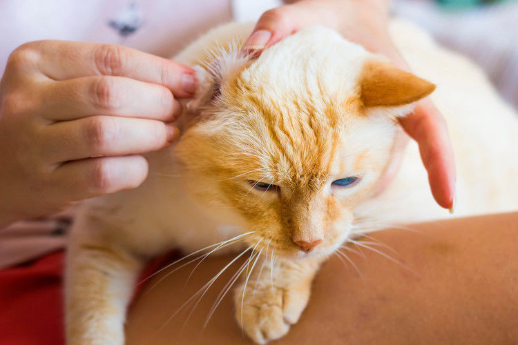 Pourquoi nettoyer les oreilles de son chat ?