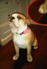 Le chien de Victoria Beckham est verni !