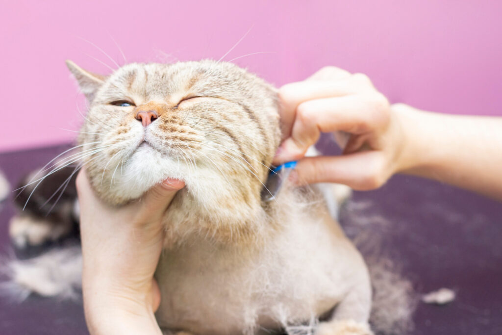 bourres de poil chat