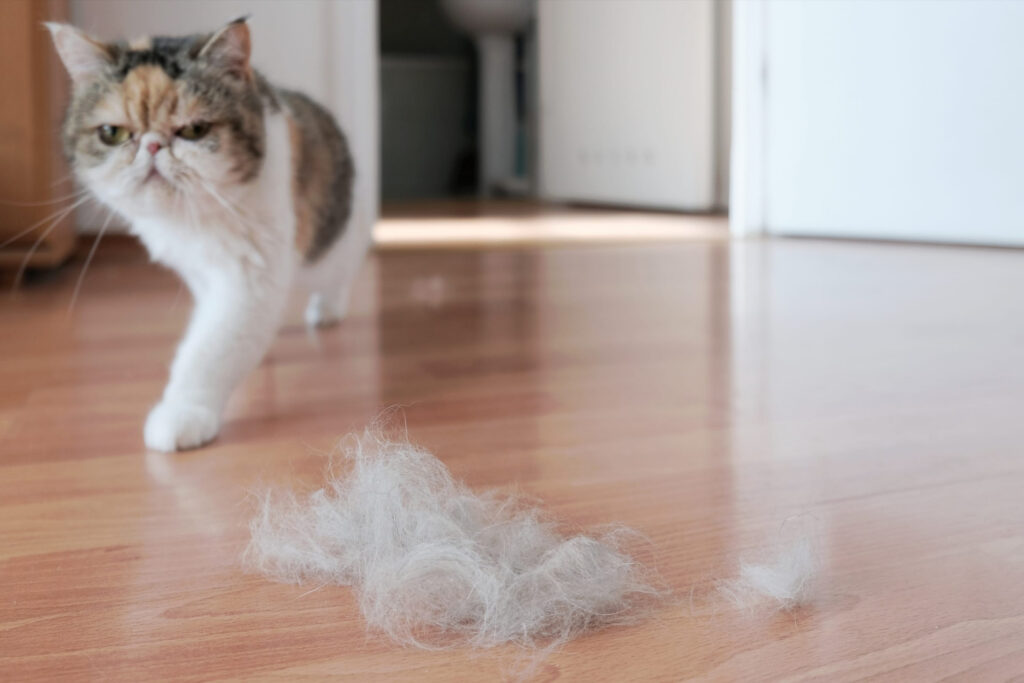 boule de poils chez le chat