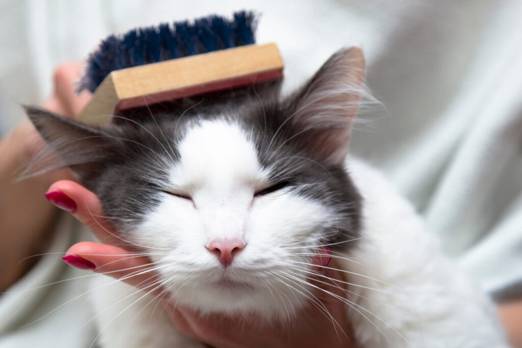 Lever les noeuds du chat