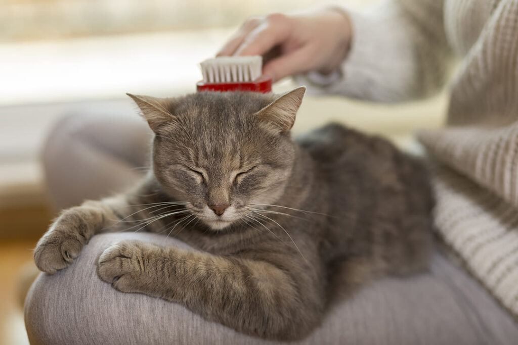Pourquoi votre chat a-t-il des nœuds dans les poils ?