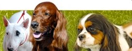 Nouveau logo et nouvelle identité pour la Société Centrale Canine