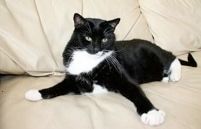 Gachado : la garde de chats en micro entreprise