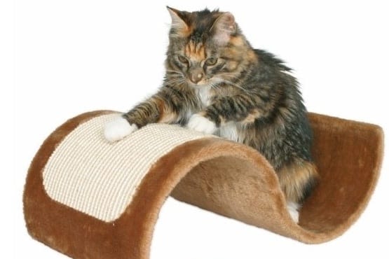 animo-boutik.com : un arbre à chat pas comme les autres