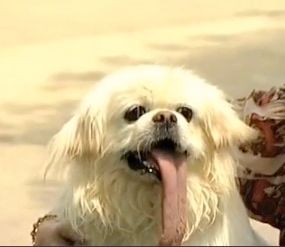 11,43 cm : le chien à la plus grande langue au monde  !