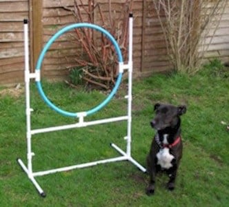 animo-boutik.com : l’agility à la maison avec son chien