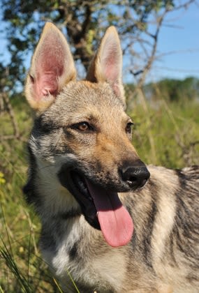 Des chiens loups tchèques apeurent les habitants de Saintes