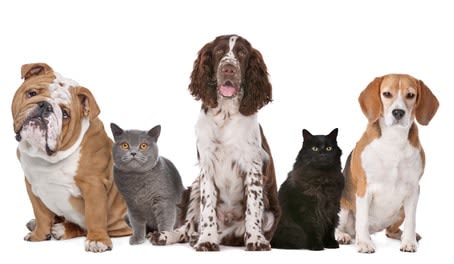 Chiens et chats vivent beaucoup plus longtemps