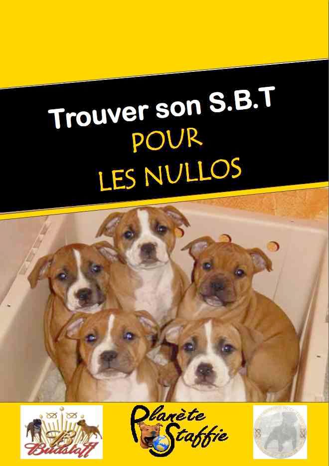 Staffie : un guide indispensable pour les Nullos !