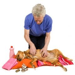 Ostéopathie : aussi pour les chiens et les chats