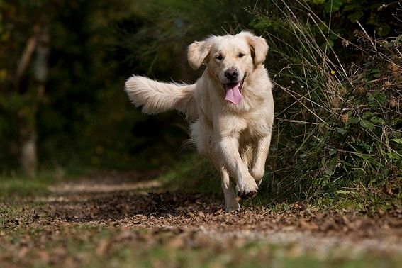 Des pacemakers implantés avec succès chez des chiens