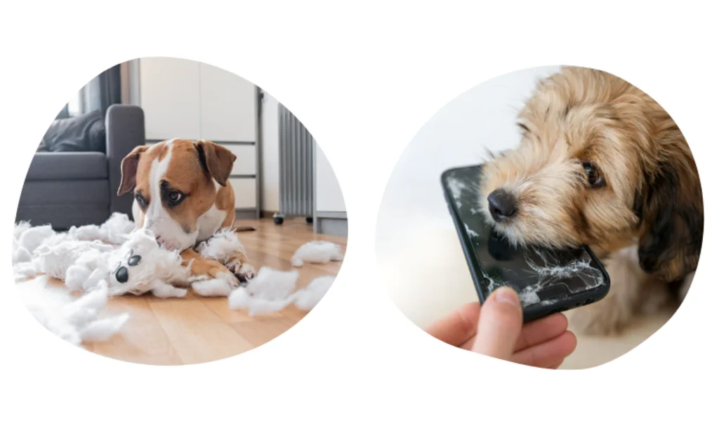 responsabilit&eacute; civile chien 1