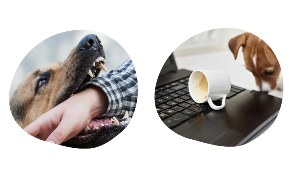 responsabilit&eacute; civile chien 2