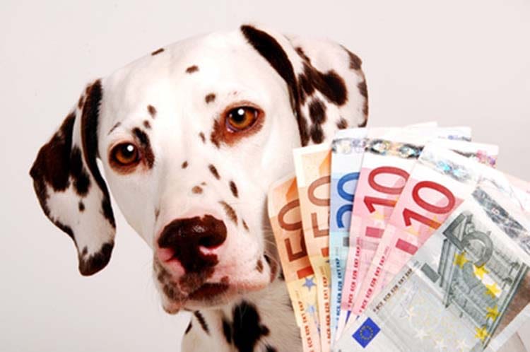 Une taxe sur les chiens pour combler le déficit budgétaire
