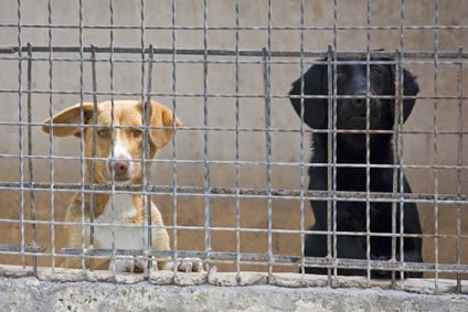 Les vols de chiens et de chats en recrudescence