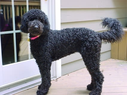 L&rsquo;inquiétante mode des chiens hybrides