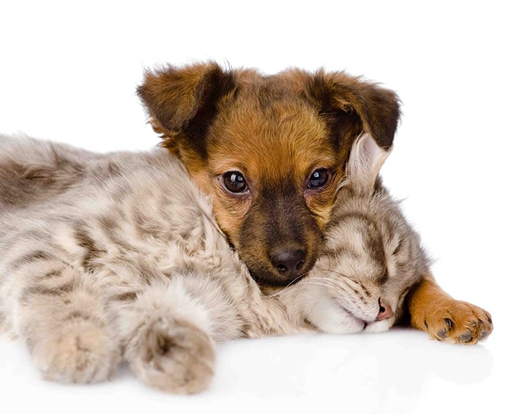 Cadeaux : une sélection de sites pour chiens, chats… et maîtres