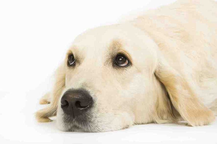 Chiens et chats : attention aux aliments toxiques