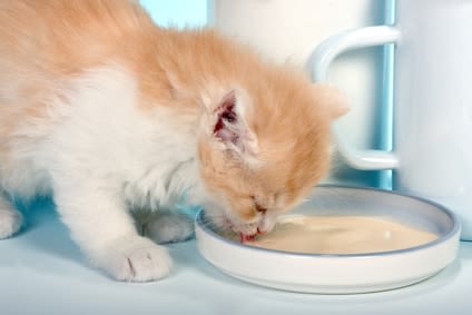 Le chat défie la loi de la gravité pour laper !