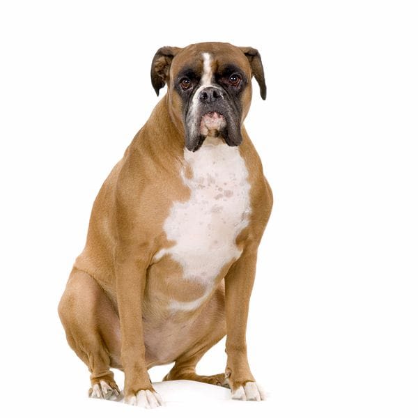 Les vétérinaires US contre l’obésité des chiens et chats