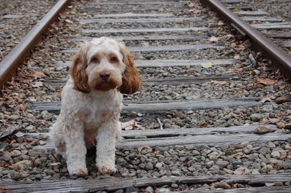 Abandons de chiens et chats : la France championne d’Europe