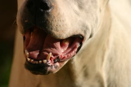 L&rsquo;ADN canin contre les organisateurs de combats de chiens